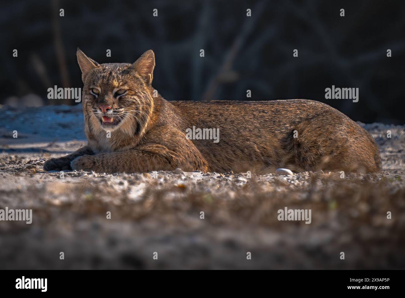 Bobcat ruht in der späten Tagessonne Stockfoto