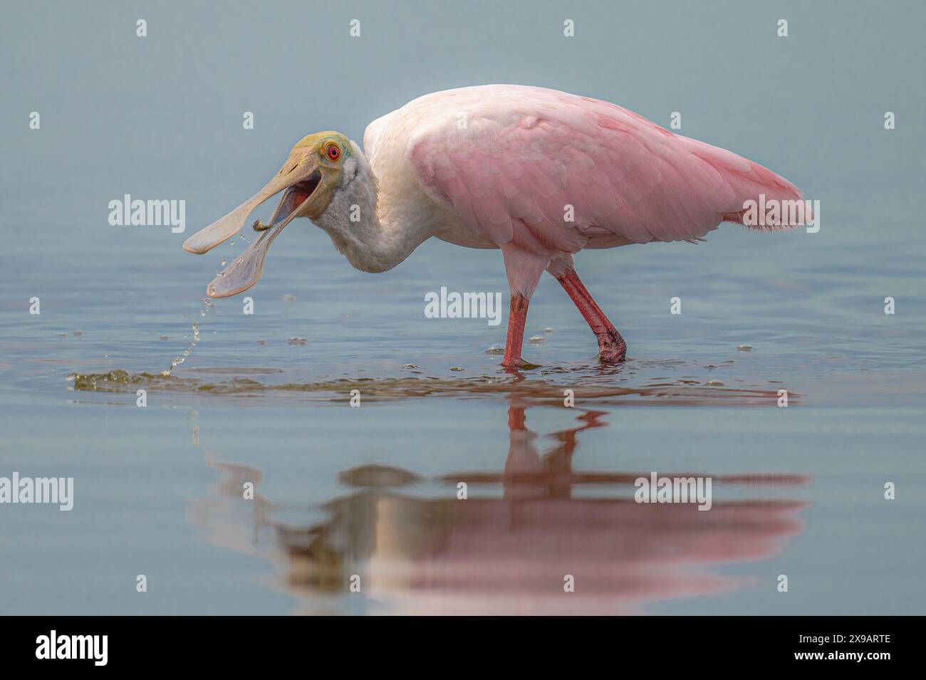 Roseaten-Löffelschnabel-Angeln in den flachen Gewässern von Südflorida Stockfoto