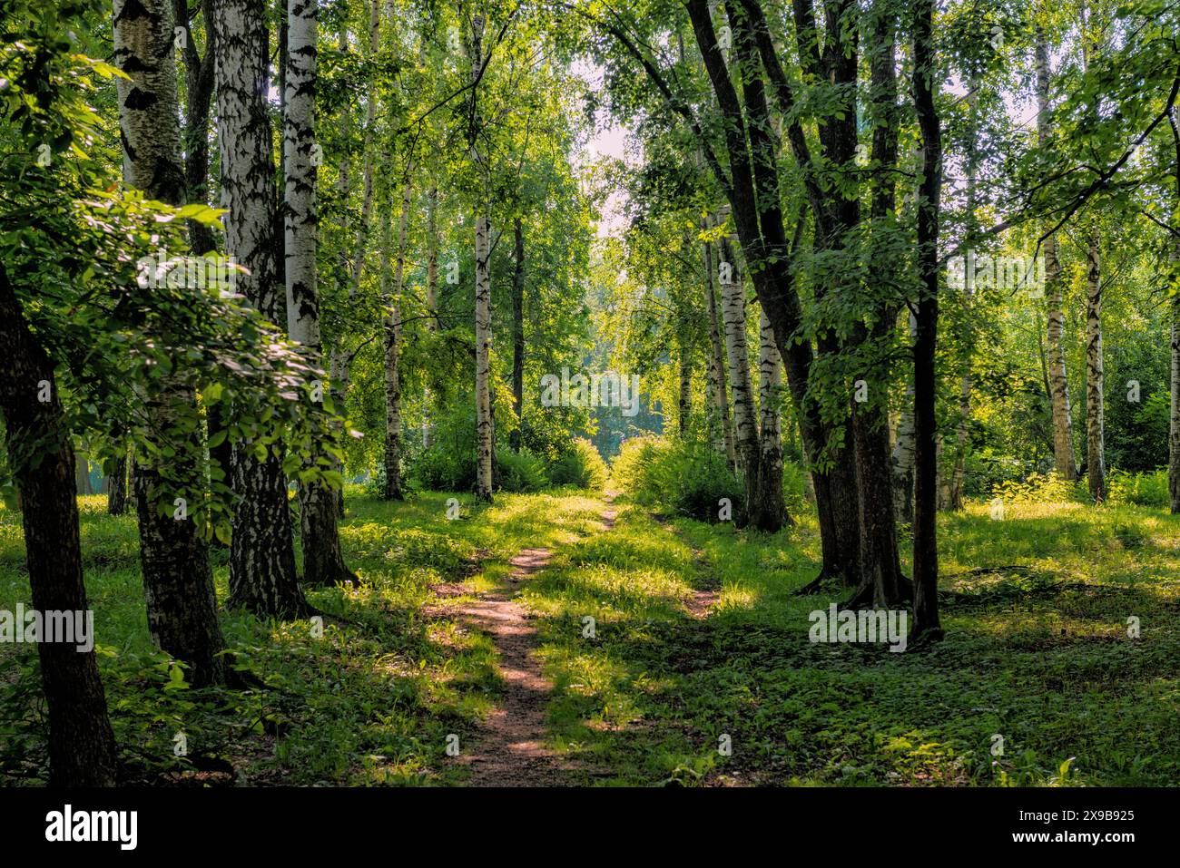 Pfad in einem Waldpark in Karelien Stockfoto