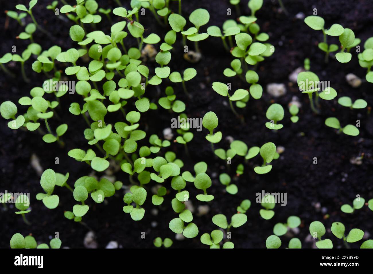 Grüne Setzlinge. Gekeimte grüne Blumensamen. Stockfoto