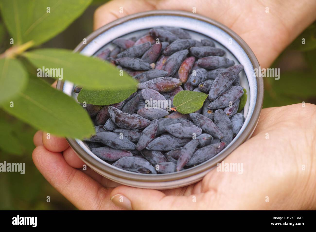 Eine Frau, die eine Schüssel frisch geernteter Honigsaugbeeren in der Hand hält. Schließen. Stockfoto