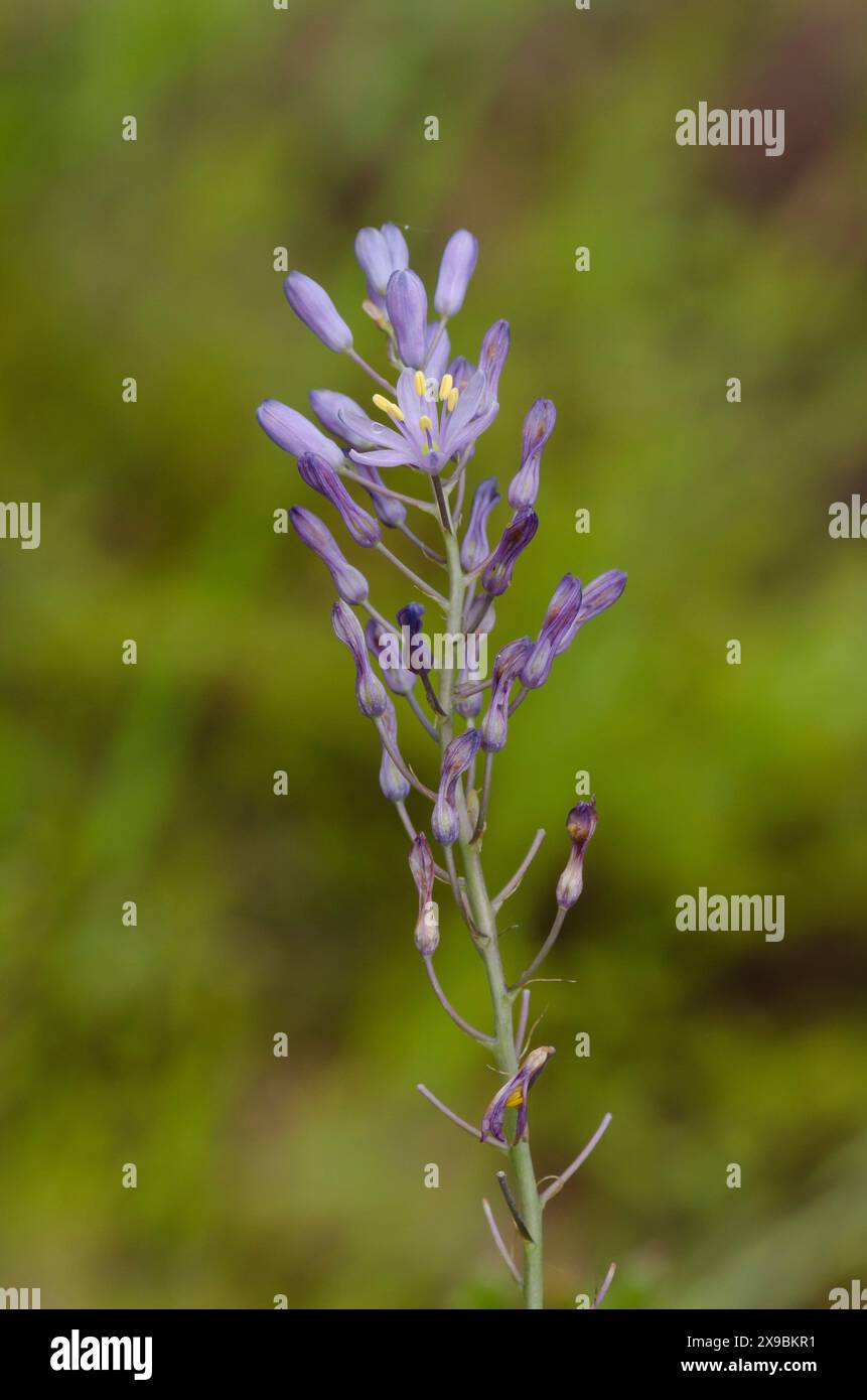 Wilde Hyazinthen, Camassia scilloides Stockfoto