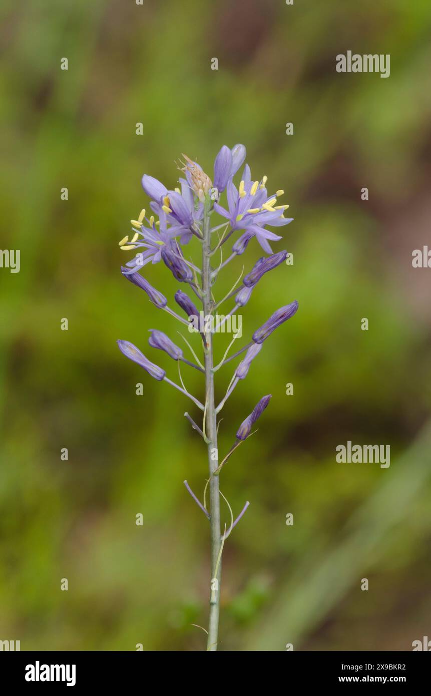 Wilde Hyazinthen, Camassia scilloides Stockfoto