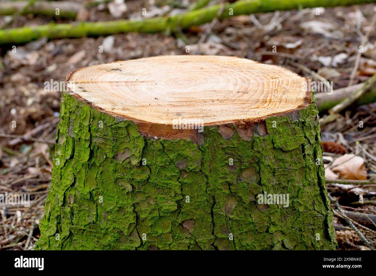 Nahaufnahme des Stumpfes einer kürzlich gefällten Kiefer mit dem inneren Ringmuster und der Rinde. Stockfoto