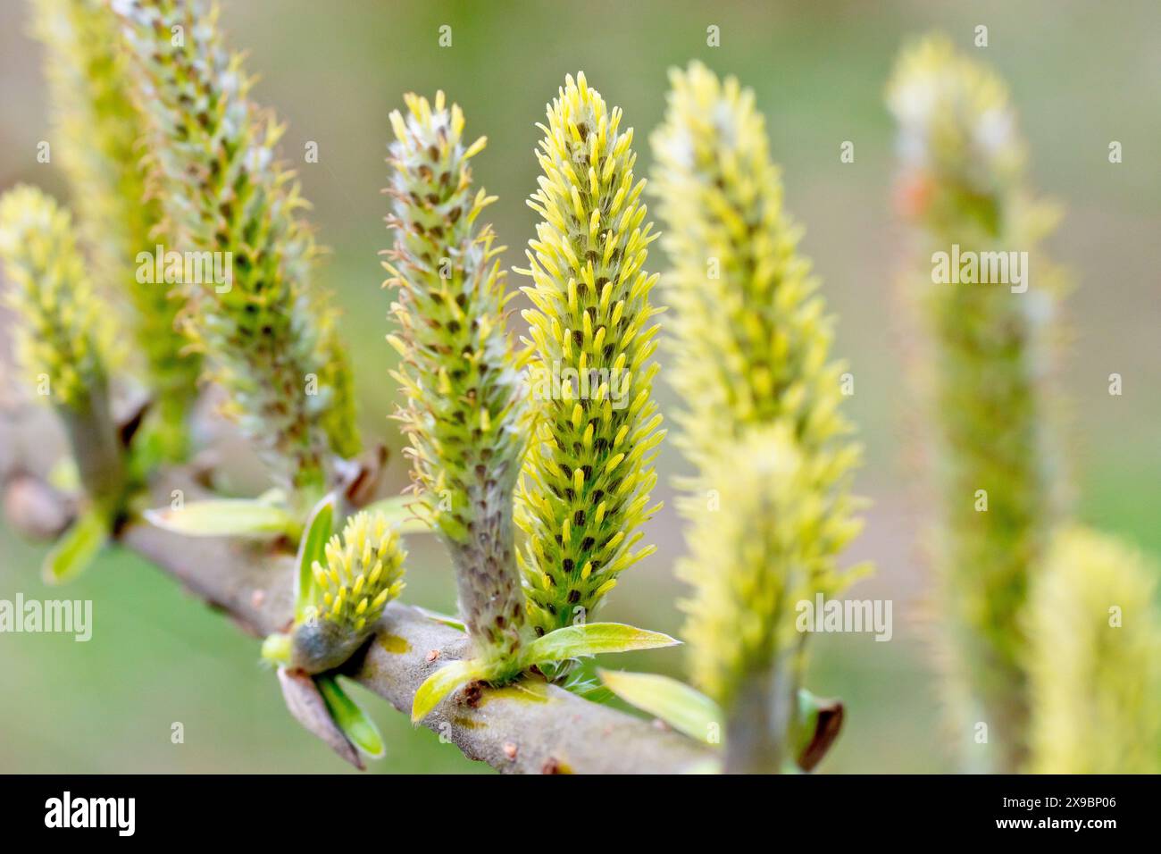 Weide (salix), Nahaufnahme der weiblichen Blütenstacheln oder Katzenkätzchen des gewöhnlichen Baumes. Stockfoto