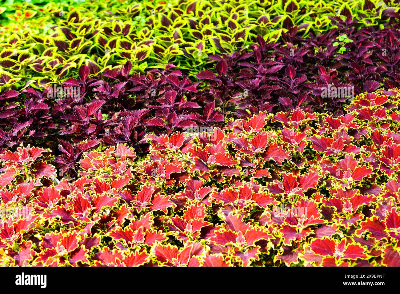 Verschiedene Farben coleus, bemalte Brennnessel, Coleus blumei in Töpfen in einem Blumenzügshaus, Malibu rot coleus Stockfoto