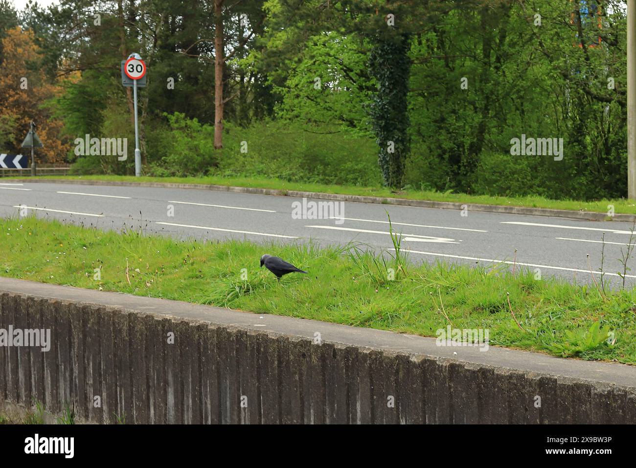 Eine einzige schwarze Krähe auf einem grünen Grasrand neben einer Hauptstraße. Stockfoto