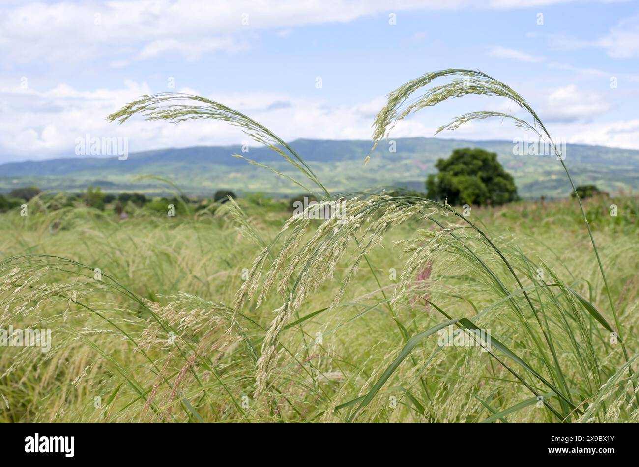 Äthiopien, Region Süd-Äthiopien, Stadt Gato, Felder mit Teff (Eragrostis tef), einer Hirse, die das Grundnahrungsmittel in Äthiopien ist, wird Teffmehl für die Zubereitung des Nationalgerichts Injera verwendet, ein säuerlich fermentiertes Pfannkuchenähnliches Fladenbrot mit leicht schwammiger Textur, das traditionell aus Teffmehl hergestellt wird Stockfoto