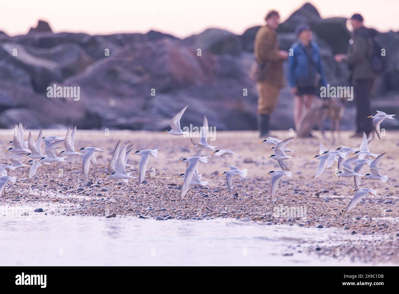 Kleine Seeschwalben, die vom Strand abheben, wo ein Wärter Hundeführer dazu bringt, ihr Haustier an die Leine zu legen, um Störungen dieser Bodennester zu vermeiden. Stockfoto