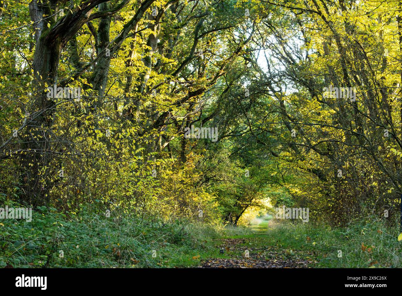 Eine einladende Route durch einen Baumtunnel, die das Konzept des Eintauchens in die Natur und einen Pfad durch das Leben vermittelt. Stockfoto
