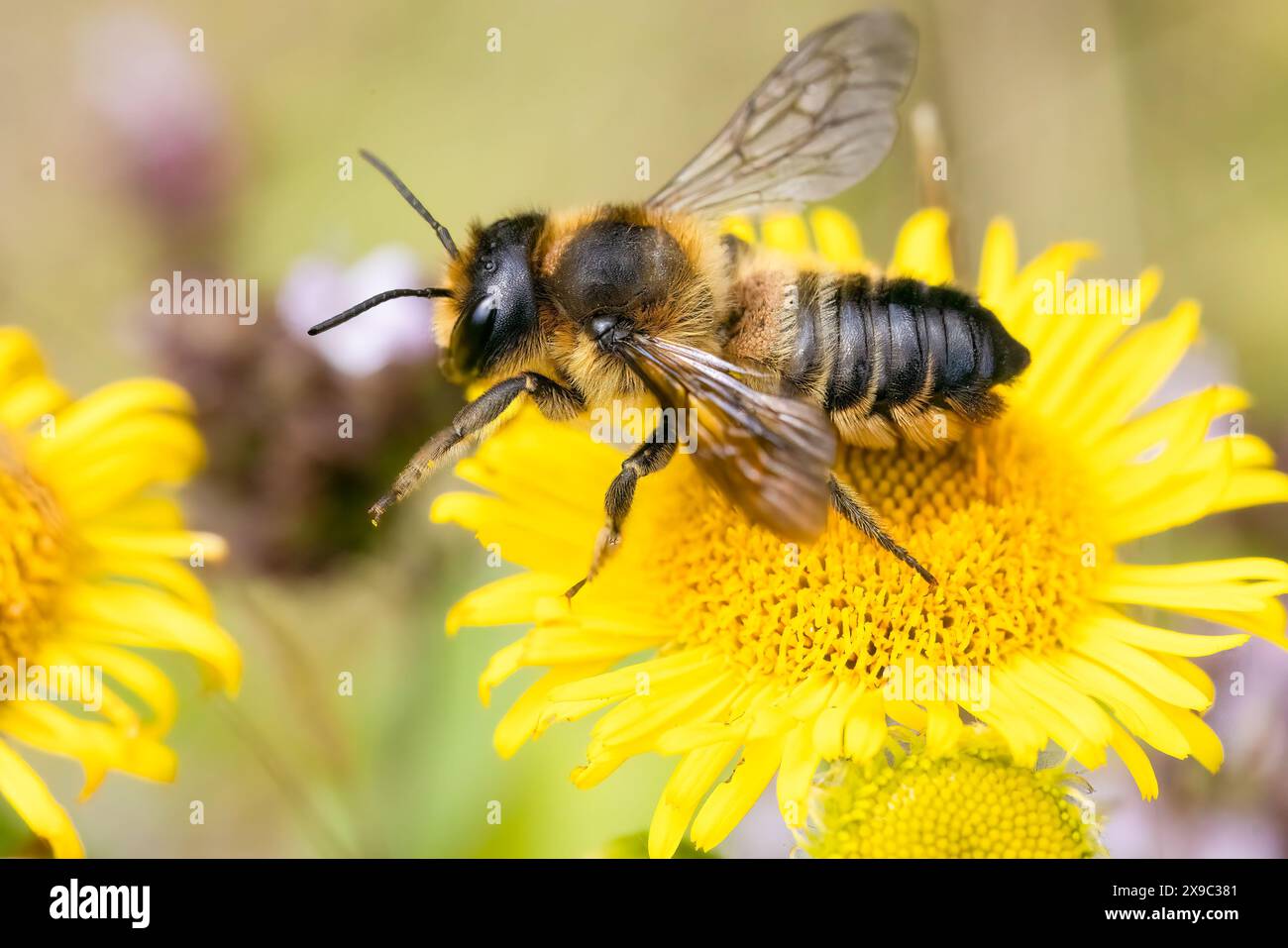 Eine große weibliche Einzelbiene - die Holzschnitzerei Leafcutter - besucht eine fleabane Blume in einem Garten in Kent, England, Großbritannien. Stockfoto
