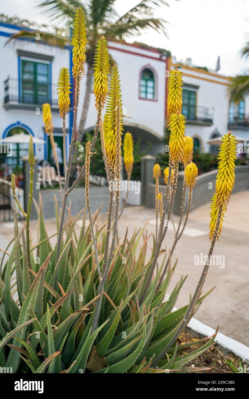 Aloe Vera Plantage auf Gran Canaria, Kanarische Inseln, Spanien  Stockfotografie - Alamy