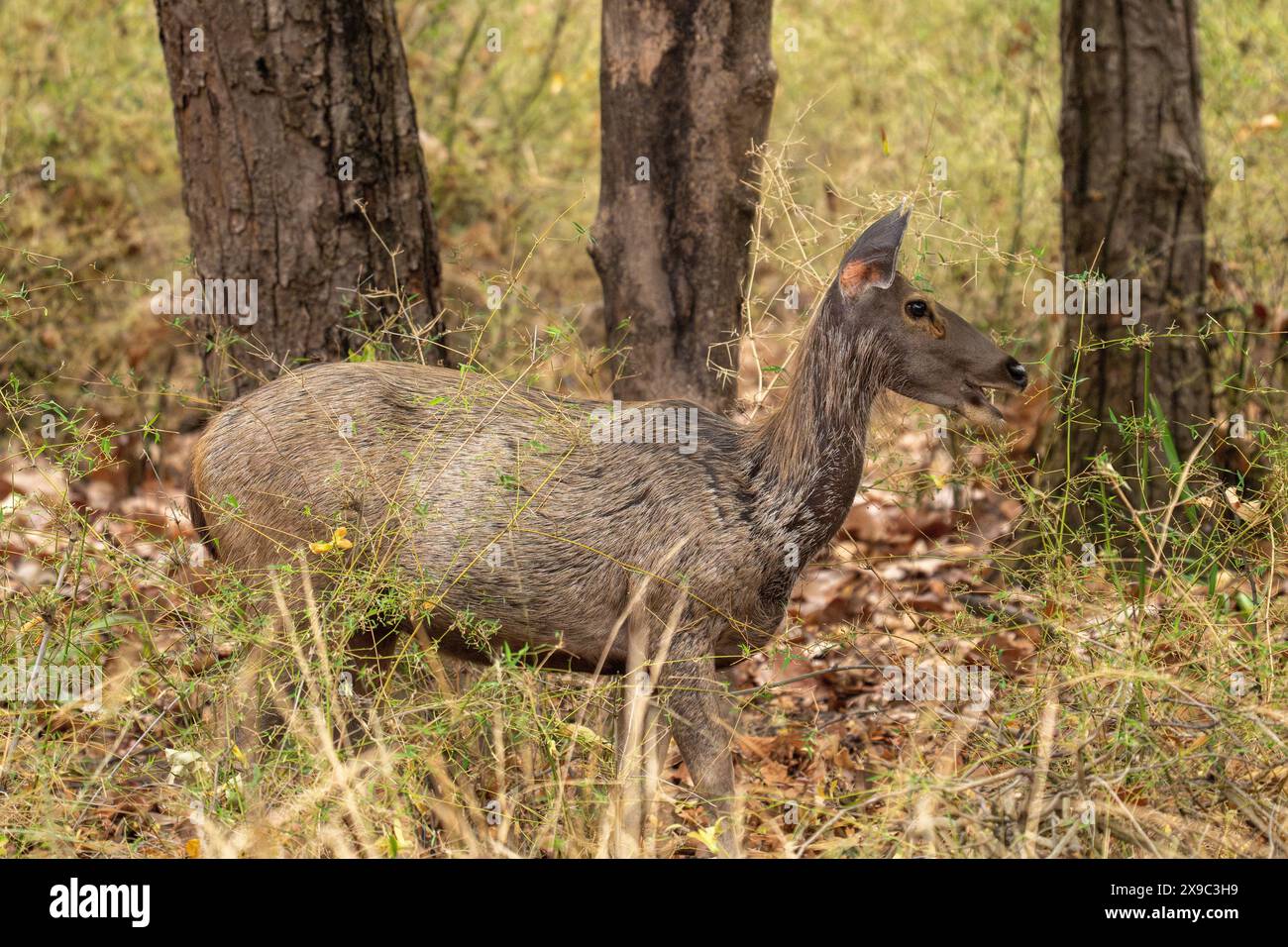 Sambar Deer Bandhavgarh Nationalpark Stockfoto