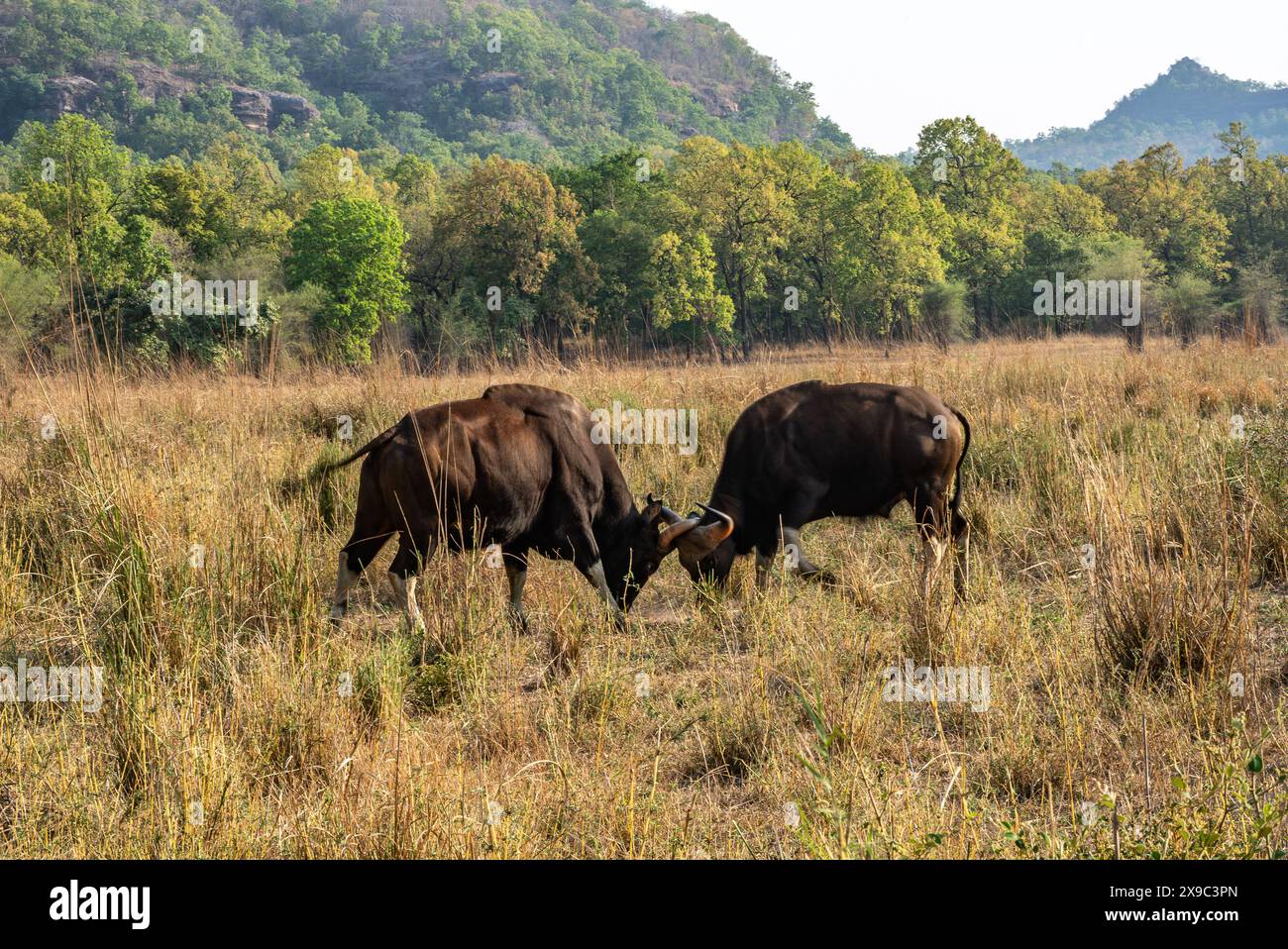 Gaur-Männerkampf im Bandhavgarh-Nationalpark Indien Stockfoto
