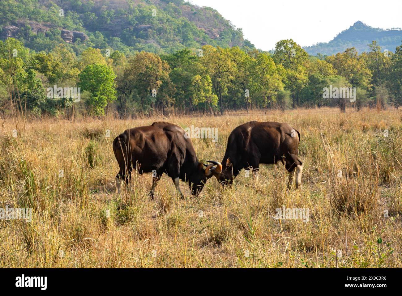 Gaur-Männerkampf im Bandhavgarh-Nationalpark Indien Stockfoto