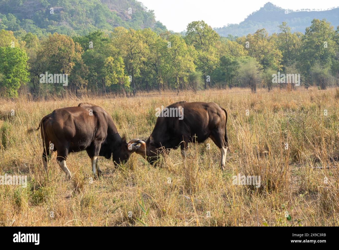 Gaur-Männerkampf im Bandhavgarh-Nationalpark Indien Stockfoto