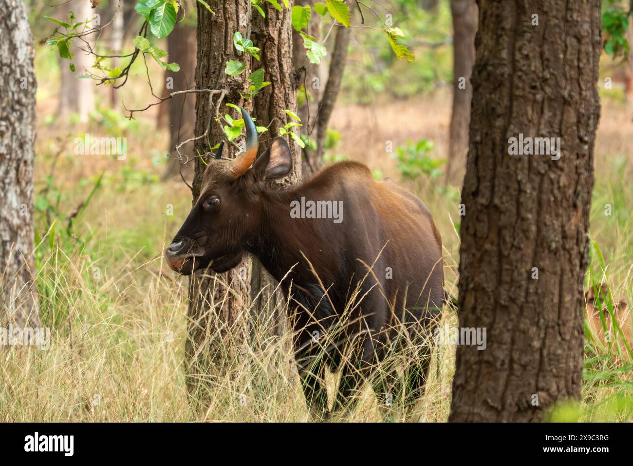 Gaur Im Bandhavgarh-Nationalpark Indien Stockfoto