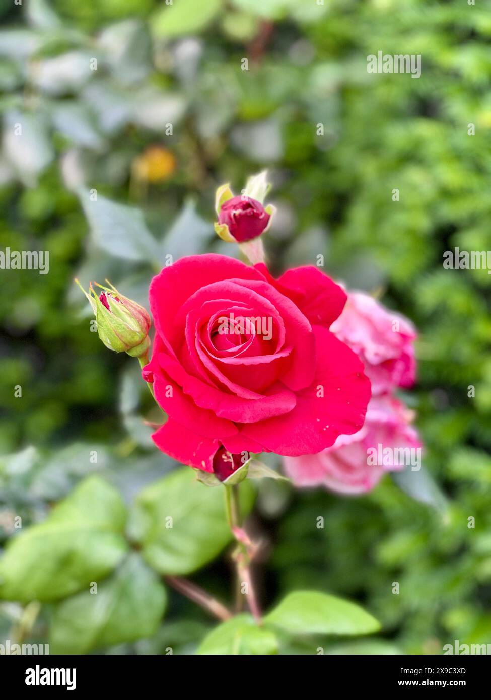 Nahaufnahme einer wunderschönen roten Rose in voller Blüte, aufgenommen in einem Englischen Garten Stockfoto