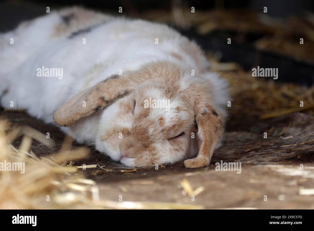 Kaninchen (Oryctolagus cuniculus domestica), Widderkaninchen, schlafend, Porträt eines schlafenden Kaninchens mit schlafenden Ohren Stockfoto