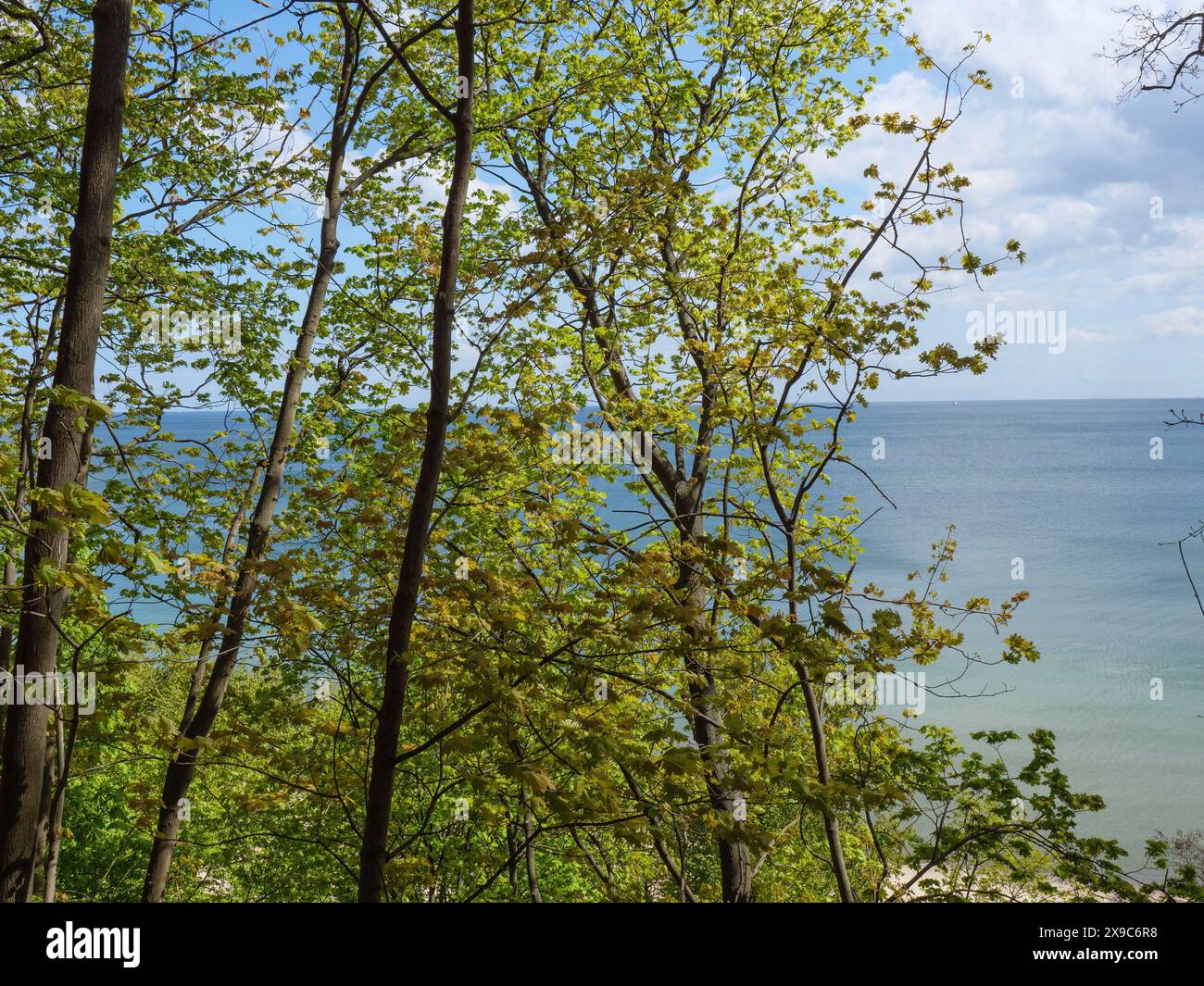 Dünne Baumstämme und frisches grünes Laub umrahmen den Blick auf das blaue Meer unter teilweise bewölktem Himmel, grüne Bäume an einem Ostseestrand mit klarem Licht Stockfoto