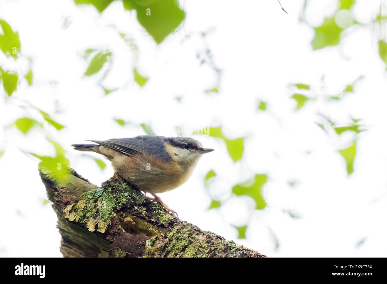 Eine eurasische Nuthatch (Sitta europaea), die auf einem mit Moos bedeckten Zweig sitzt, umgeben von grünen Blättern, Hessen, Deutschland Stockfoto