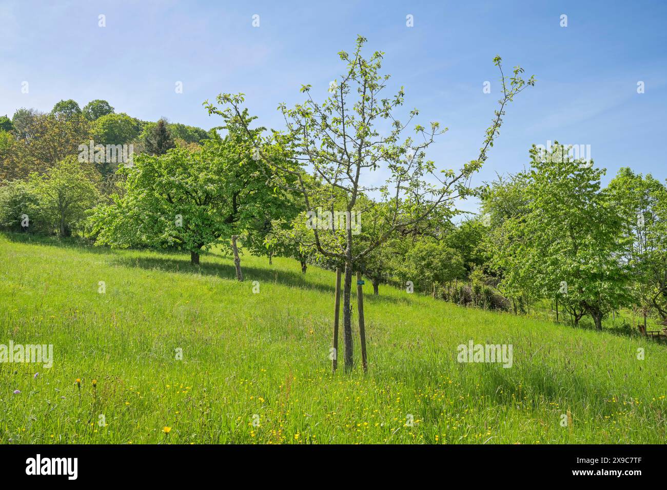 Obstwiesen, Obstbäume am Schlossberg, Staufen im Breisgau, Baden-Württemberg, Deutschland Stockfoto