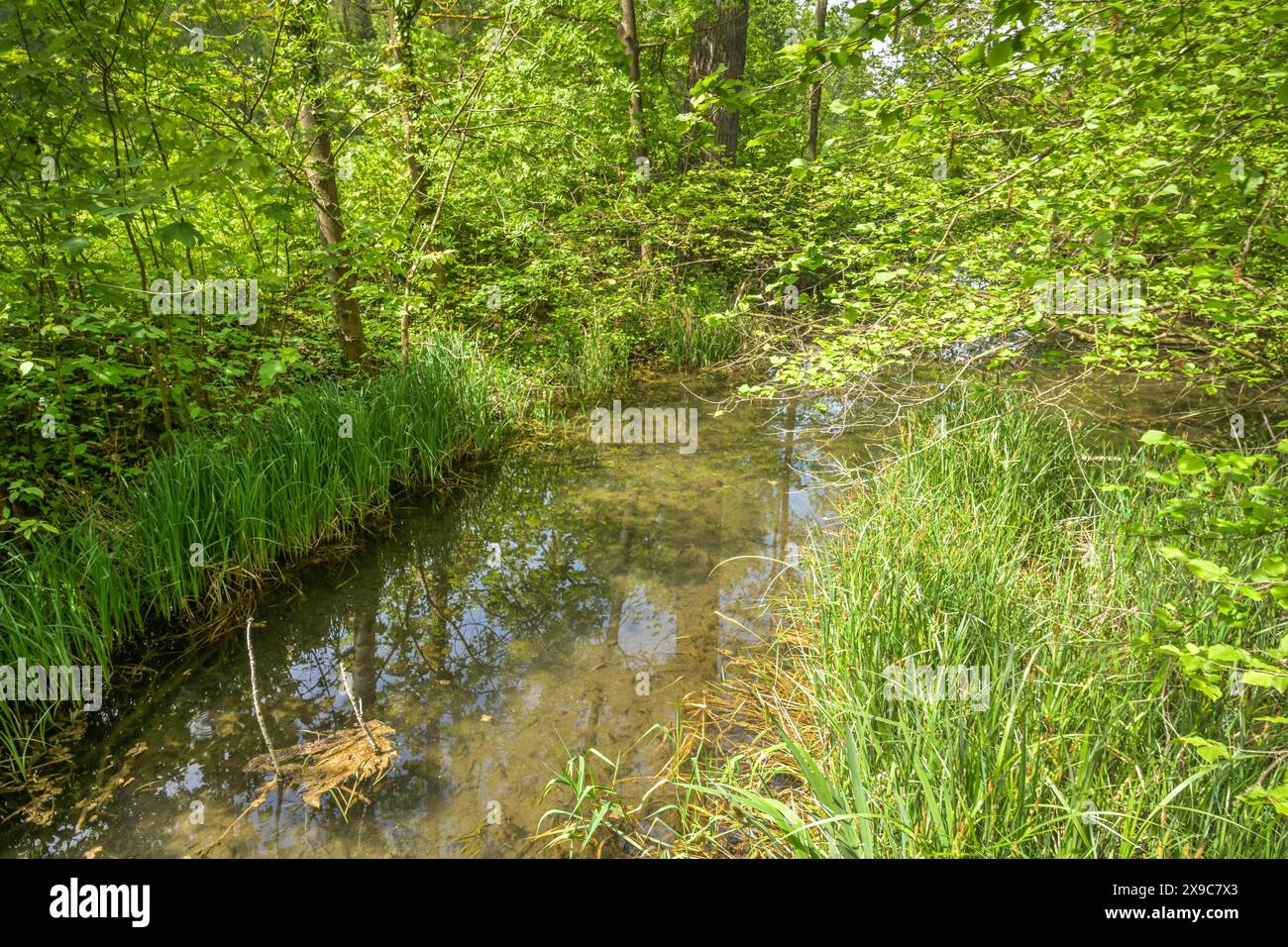 Rheinaue, Ochsenbogensee, Nebenfluss des Rheins im Naturschutzgebiet Rappennestgiessen, Burkheim am Kaiserstuhl, Baden-Württemberg, Deutschland Stockfoto