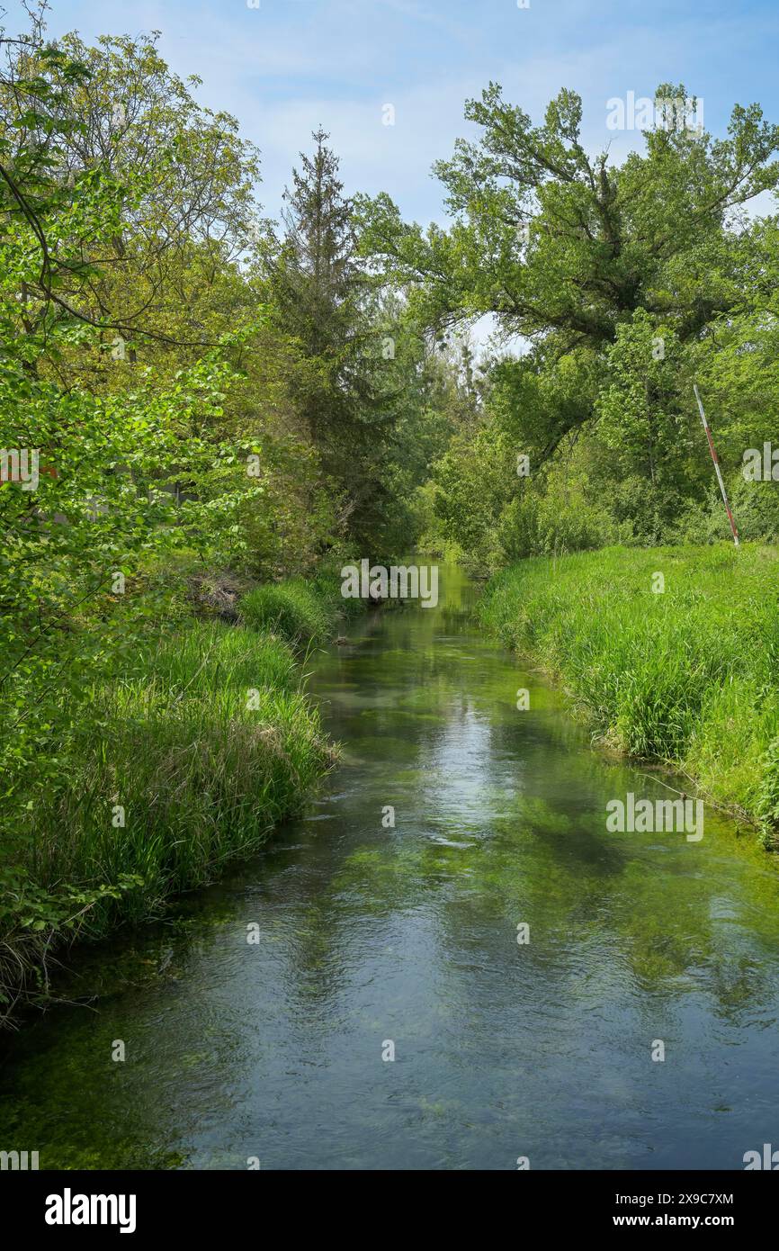 Rheinaue, Ochsenbogensee, Nebenfluss des Rheins im Naturschutzgebiet Rappennestgiessen, Burkheim am Kaiserstuhl, Baden-Württemberg, Deutschland Stockfoto