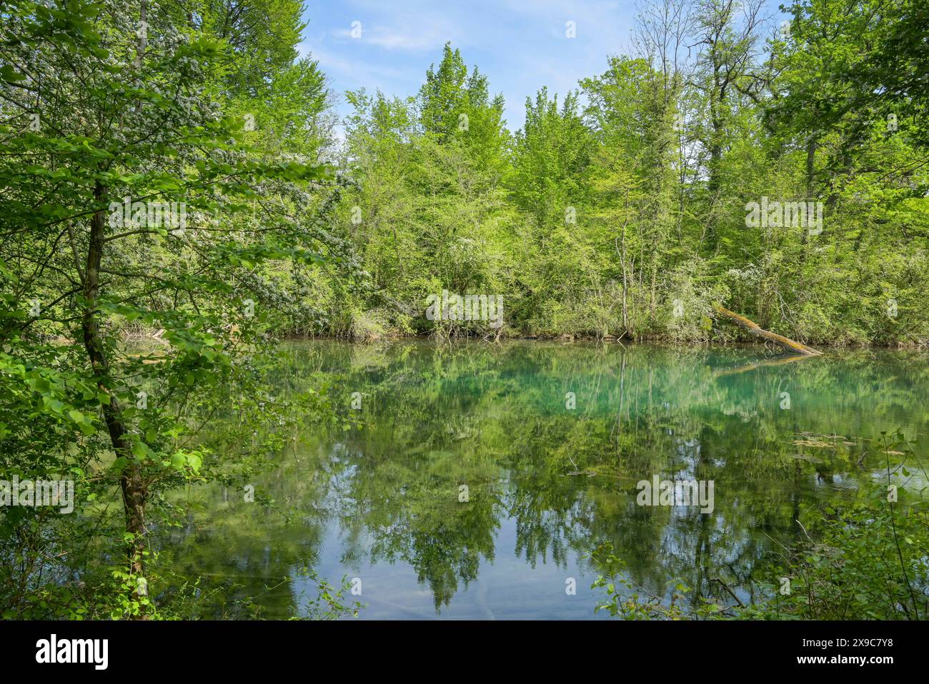Rheinaue, Ochsenbogensee, Nebenfluss des Rheins im Naturschutzgebiet Rappennestgiessen, Burkheim am Kaiserstuhl, Baden-Württemberg, Deutschland Stockfoto