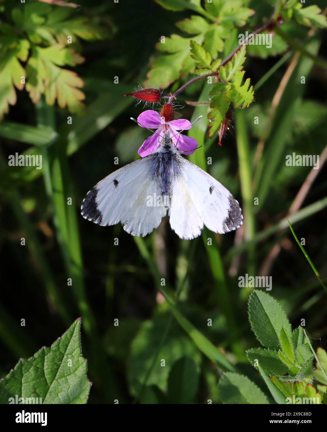 Weibchen mit Orangenspitze, Anthocharis cardamines, Pieridae. Auch bekannt als Anthocaris cardamines. Sie ernähren sich von einem Herb Robert Flower. Stockfoto