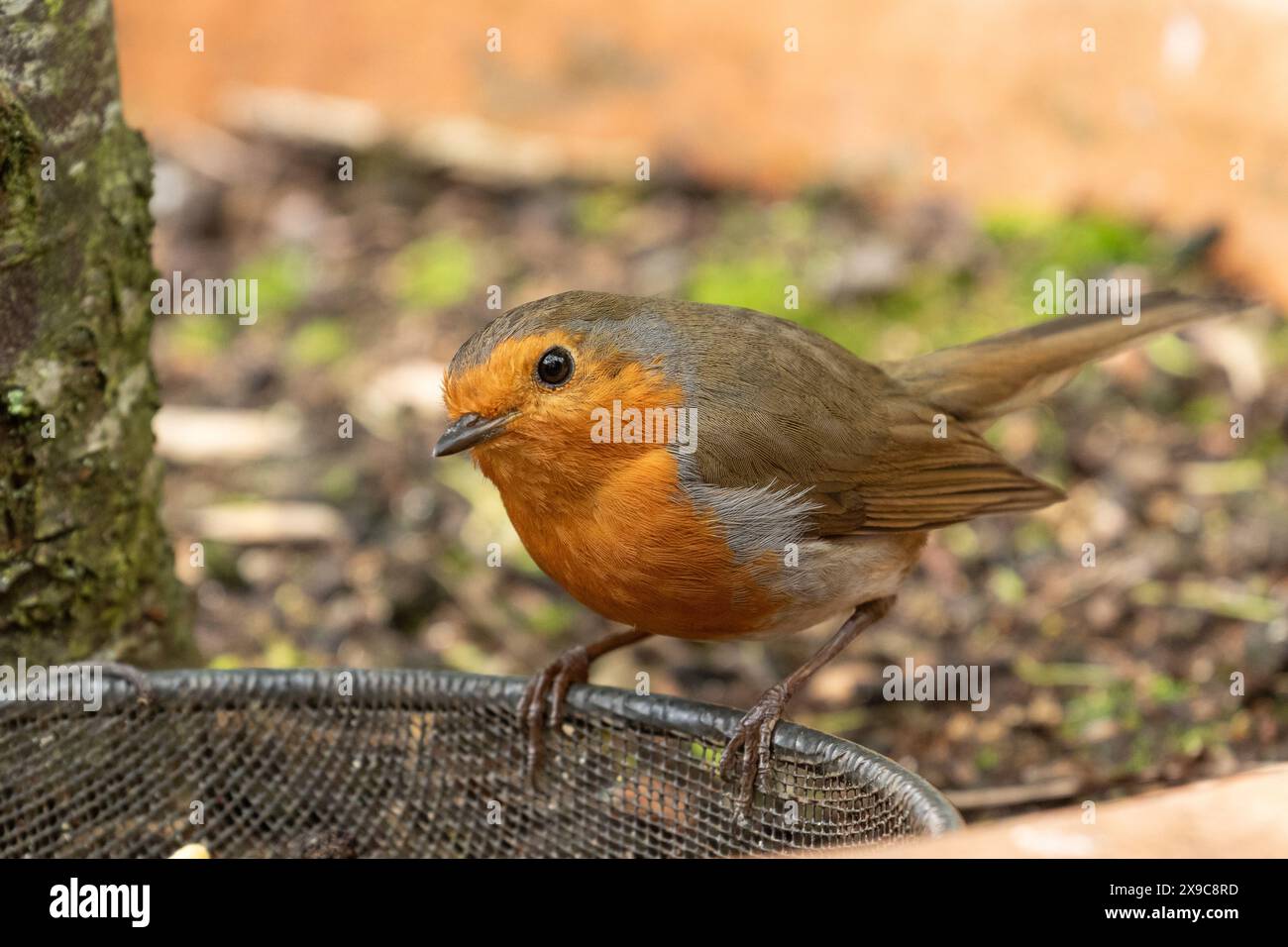 Ein robin - Erithacus rubecula - auf einem Korbfüller in einem Garten in Yorkshire. Stockfoto