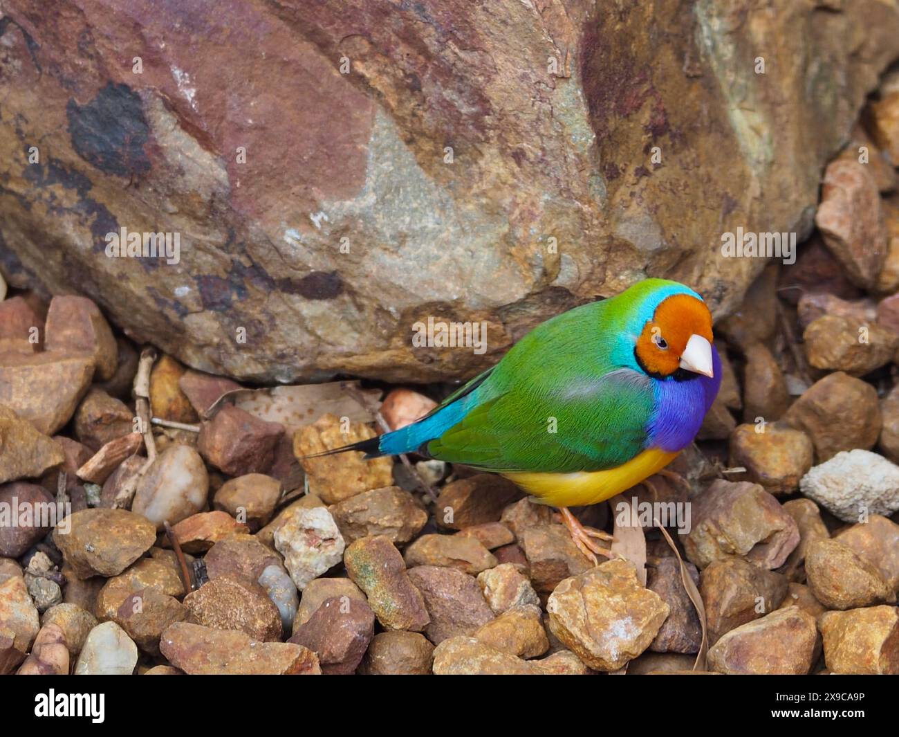 Zauberhafter, prächtiger männlicher Gouldian Finch in schillernder Schönheit. Stockfoto