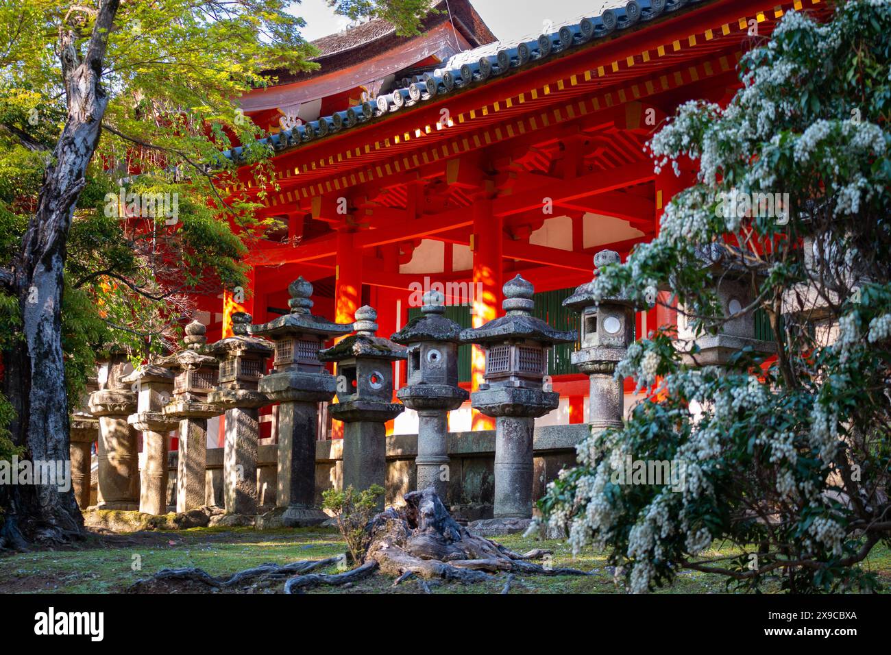 Laternen des Kasuga Taisha Schreins in Nara, Japan Stockfoto