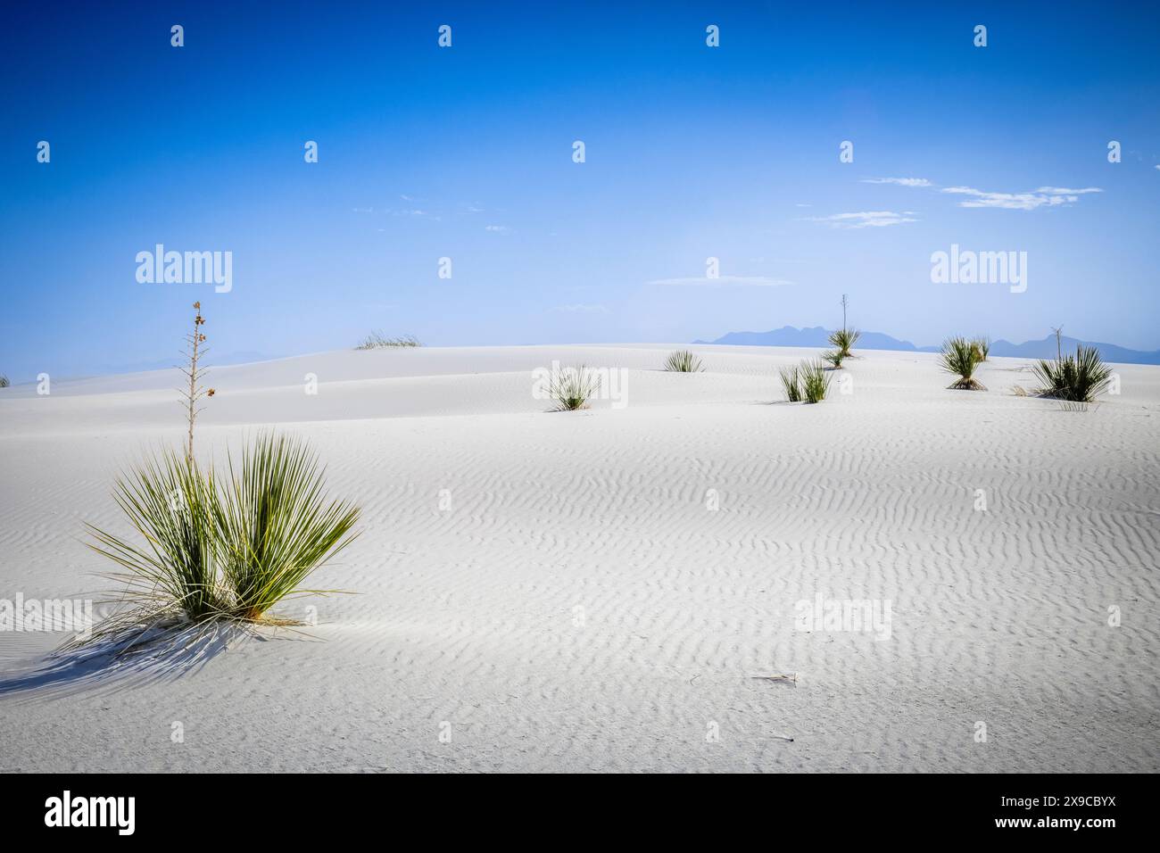 Gruppe von Yuccas im Nationalpark der weißen Sanddünen Stockfoto