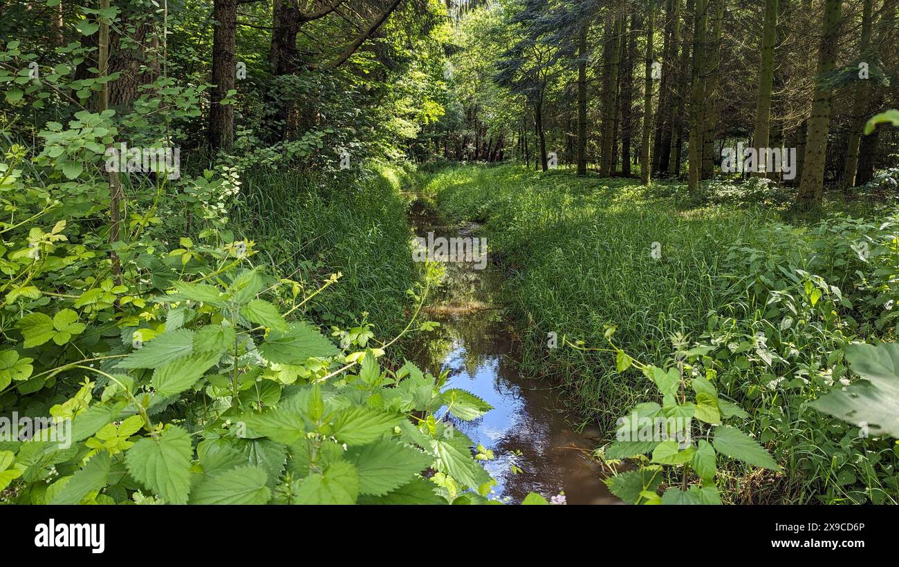 Ein verstecktes Paradies innerhalb des Waldes, wo ein sanfter Fluss inmitten einer üppigen, grünen Umgebung fließt, die Ruhe und Ruhe ausstrahlt. Stockfoto