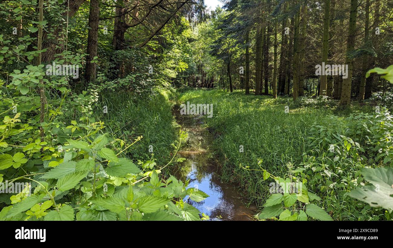 Ein verstecktes Paradies innerhalb des Waldes, wo ein sanfter Fluss inmitten einer üppigen, grünen Umgebung fließt, die Ruhe und Ruhe ausstrahlt. Stockfoto