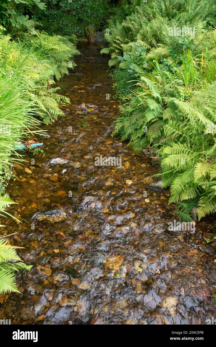 Grünere Weiden in Irland Stockfoto