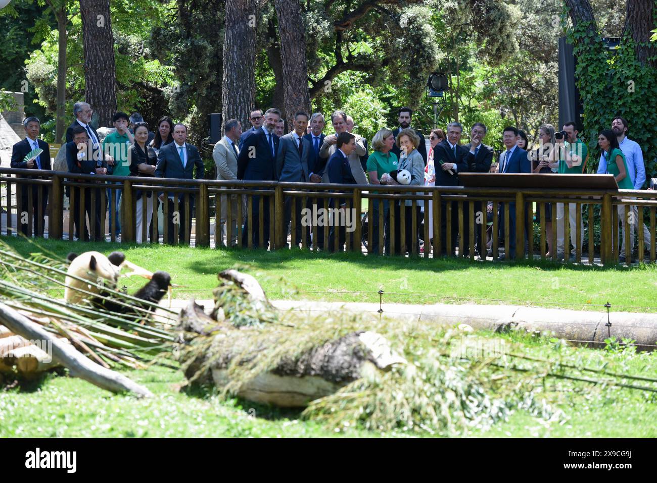 Madrid, Spanien. 30. Mai 2024. Die ehemalige spanische Königin Sofia und andere beobachten am 30. Mai 2024 den männlichen Panda Jin Xi im Zoo von Madrid. Besucher des spanischen Zoo Aquariums wurden am Donnerstag einem riesigen Pandapaar aus China vorgestellt. Die Neuankömmlinge wurden bei einer offiziellen Zeremonie begrüßt, an der Behörden und Experten beider Länder teilnahmen. Gustavo Valiente/Xinhua/Alamy Live News Stockfoto