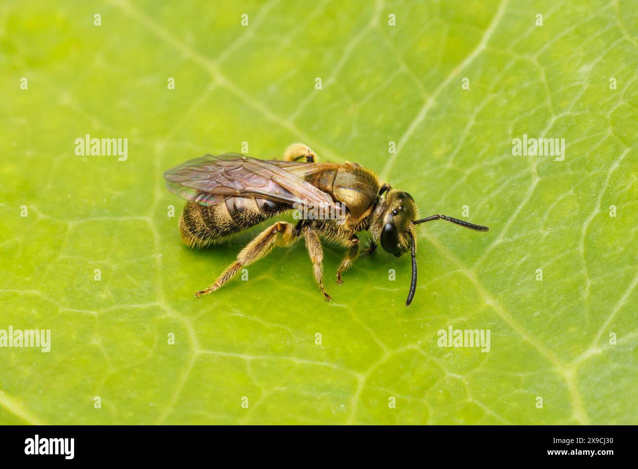 Schweißbiene (Lasioglossum sp.) Stockfoto