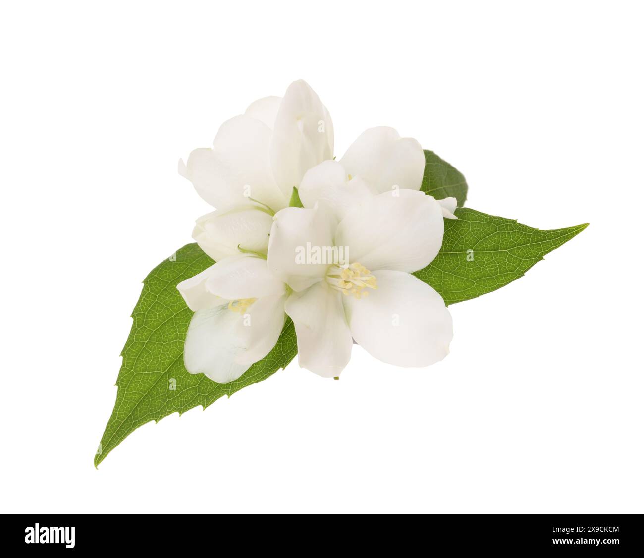 Ast von Jasminblüten und Blättern isoliert auf weiß Stockfoto