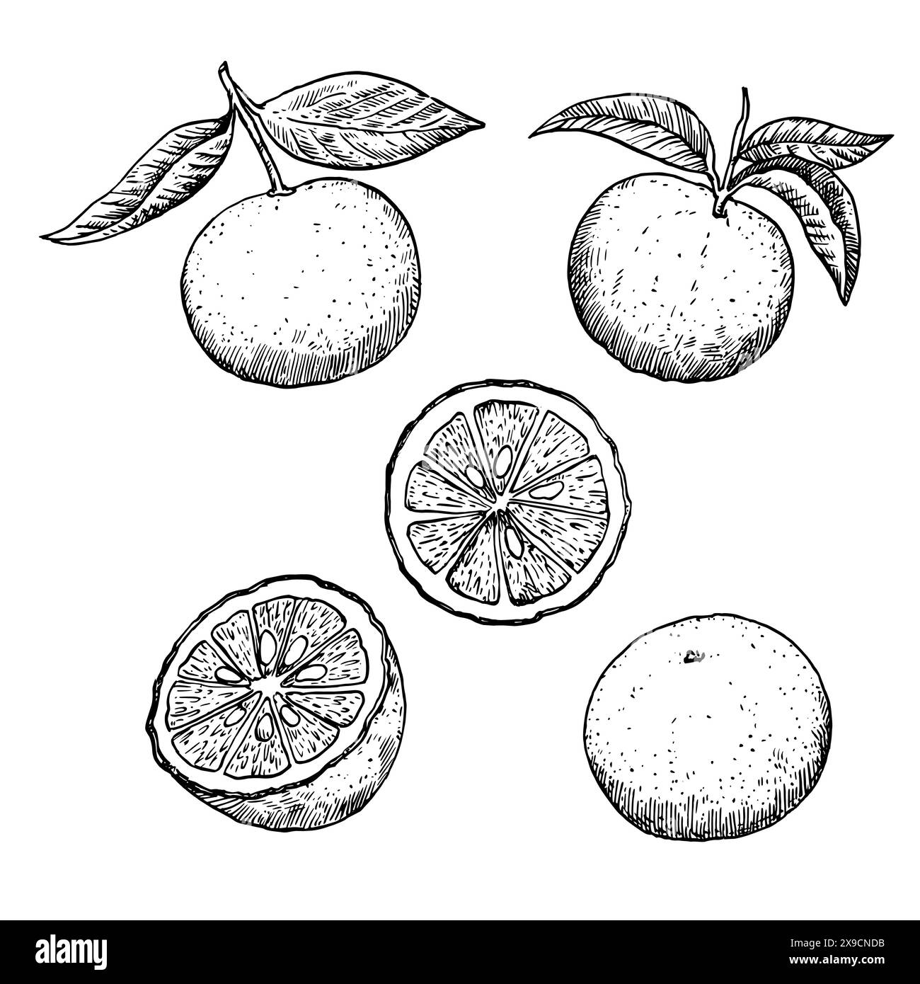 Yuzu-Früchte im Gravurstil. Satz von schwarz-weißen Designelementen, Vektorillustration. Stock Vektor