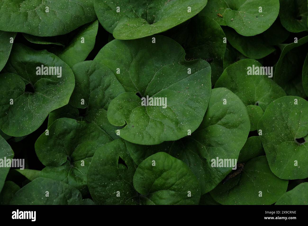 Hintergrund grüne Blätter Schönheit Pflanzenbüsche Stockfoto