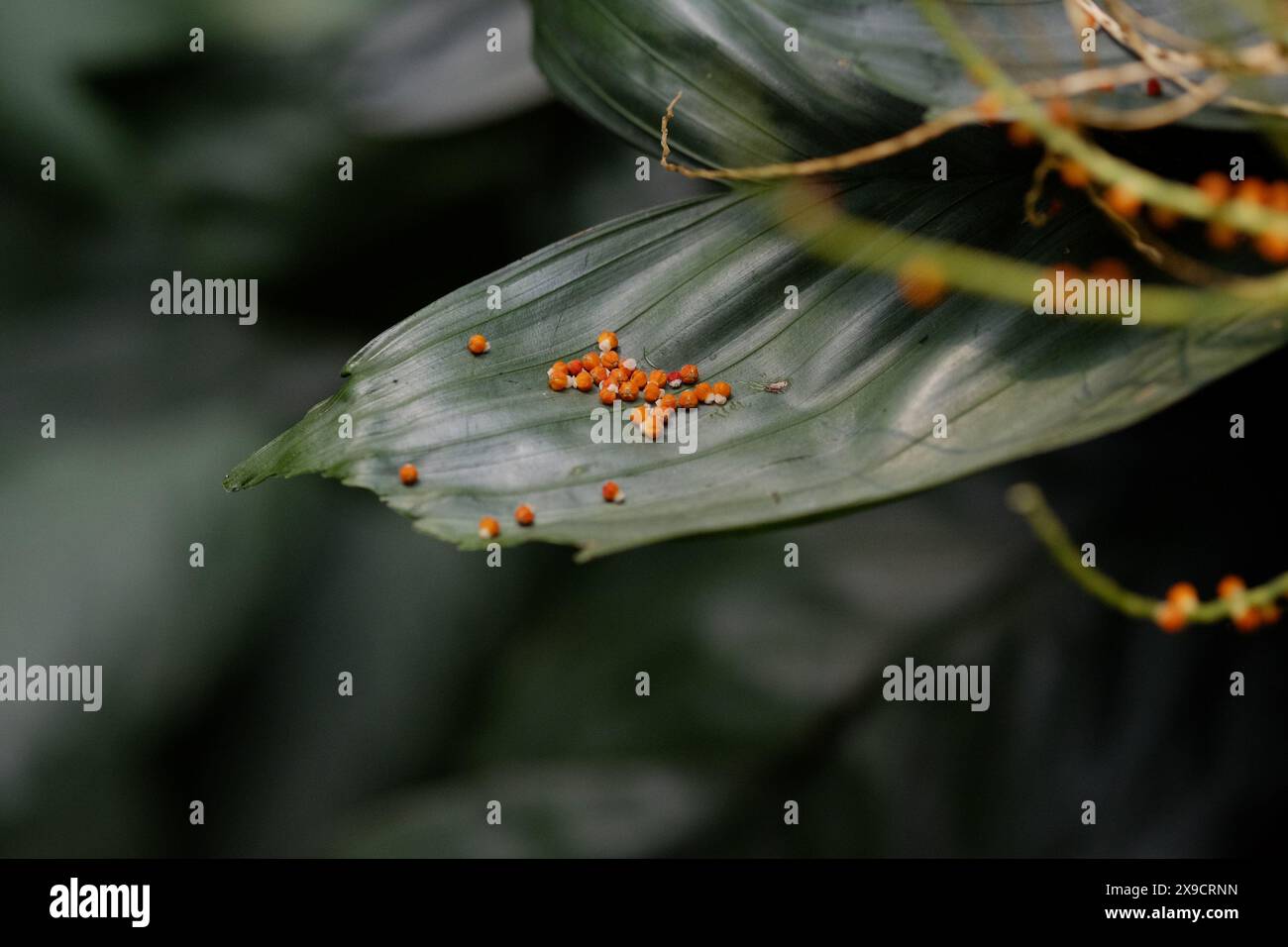 Grünes Blatt mit Orangenpflanze drauf, Hintergrund Stockfoto