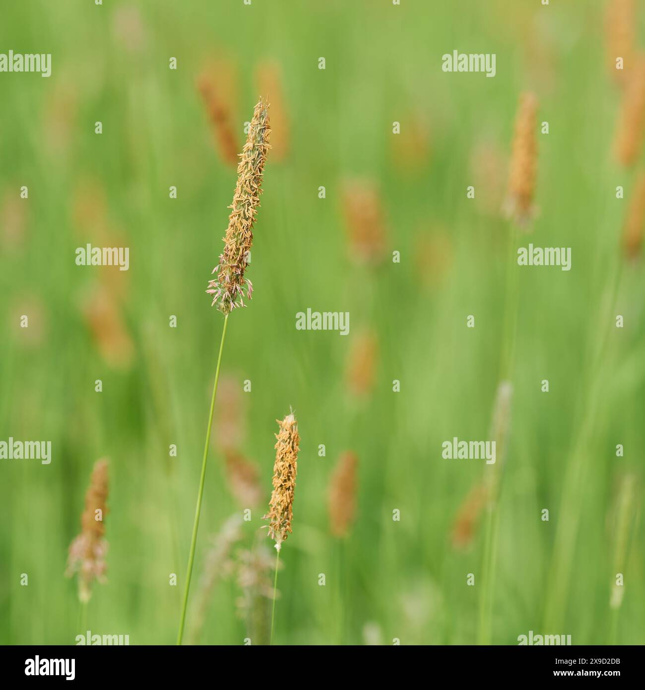 Blühende Gräser, Wiesenfuchsschwanz, Alopecurus pratensis, auf einer grünen Wiese im Frühjahr Stockfoto