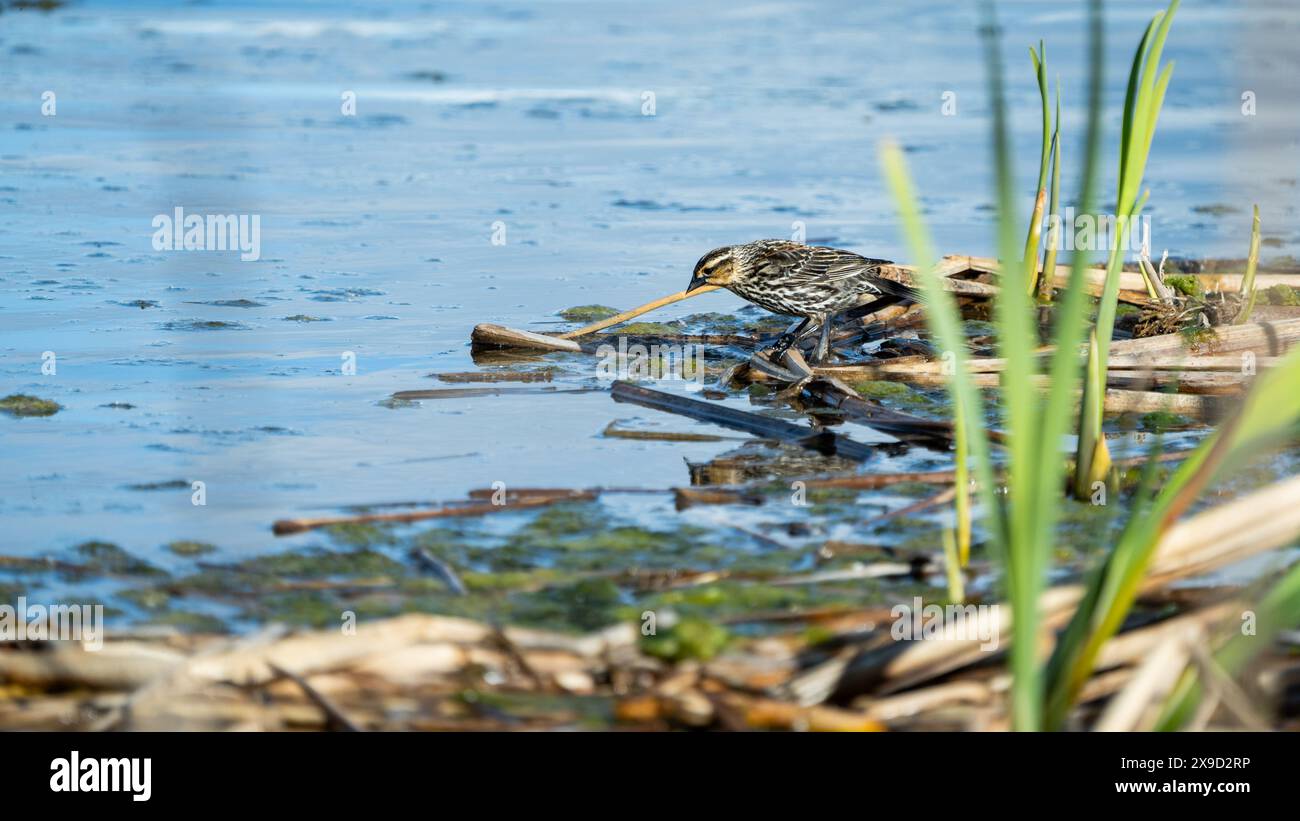 Ein weiblicher Rotflügelbarsch mit seinem melierten Gefieder sucht seine nächste Mahlzeit am Ufer des Wassers und blickt zurück auf ihn. Stockfoto