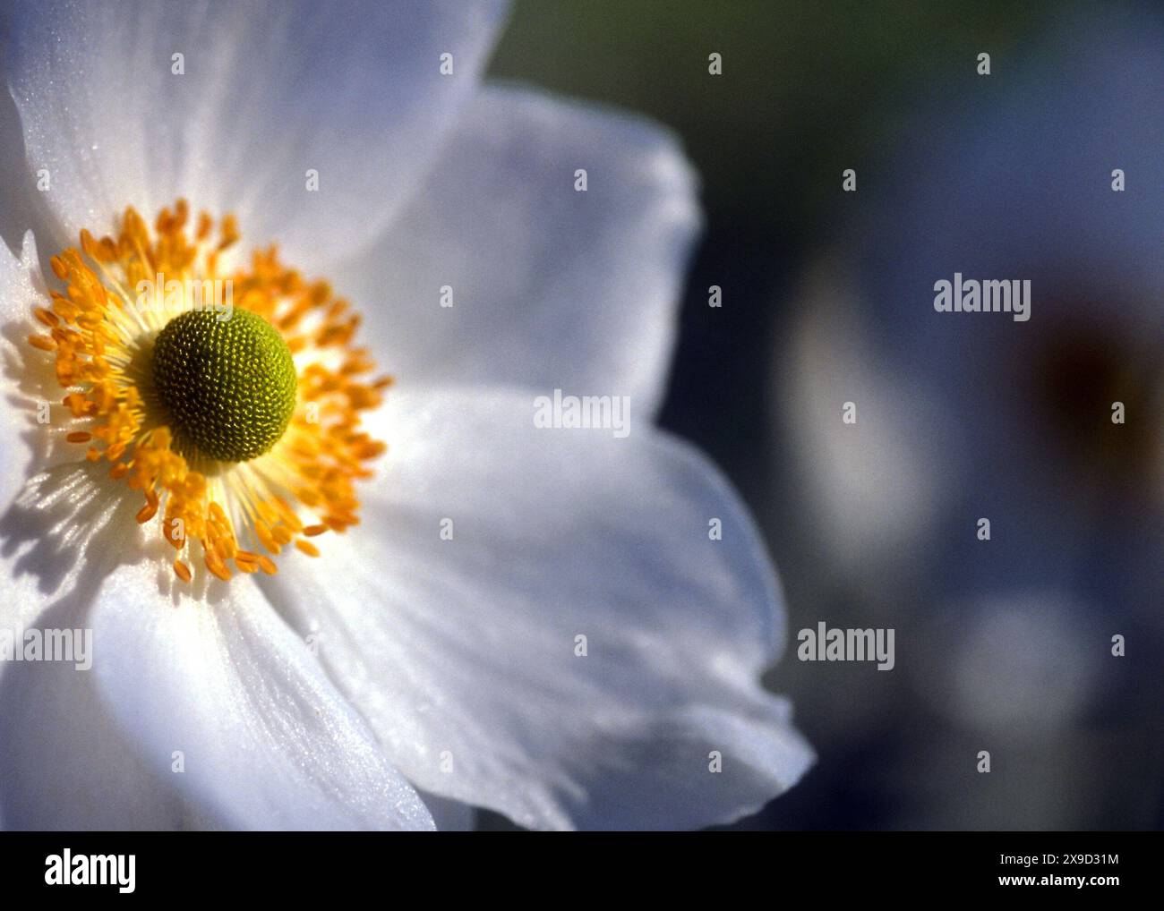 Herbstblume Anemona, Stockfoto