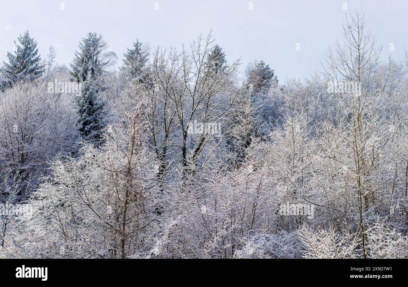 Der erste Herbstschnee bedeckt die Bäume der Belluno-Dolomiten Stockfoto