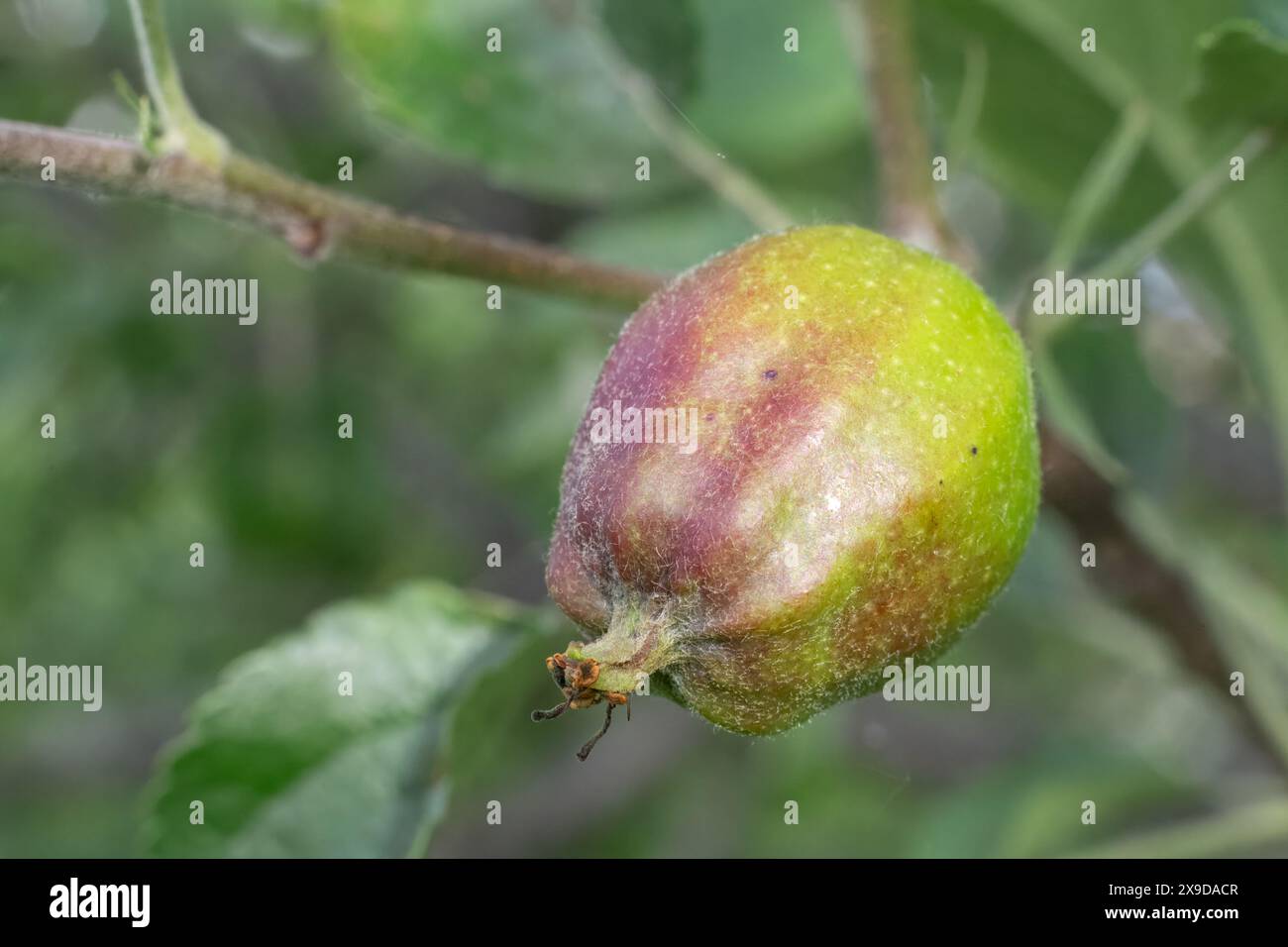 Die Frucht des unreifen Apfels auf dem Ast des Baumes im Obstgarten. Früchte wachsen im Garten. Stockfoto