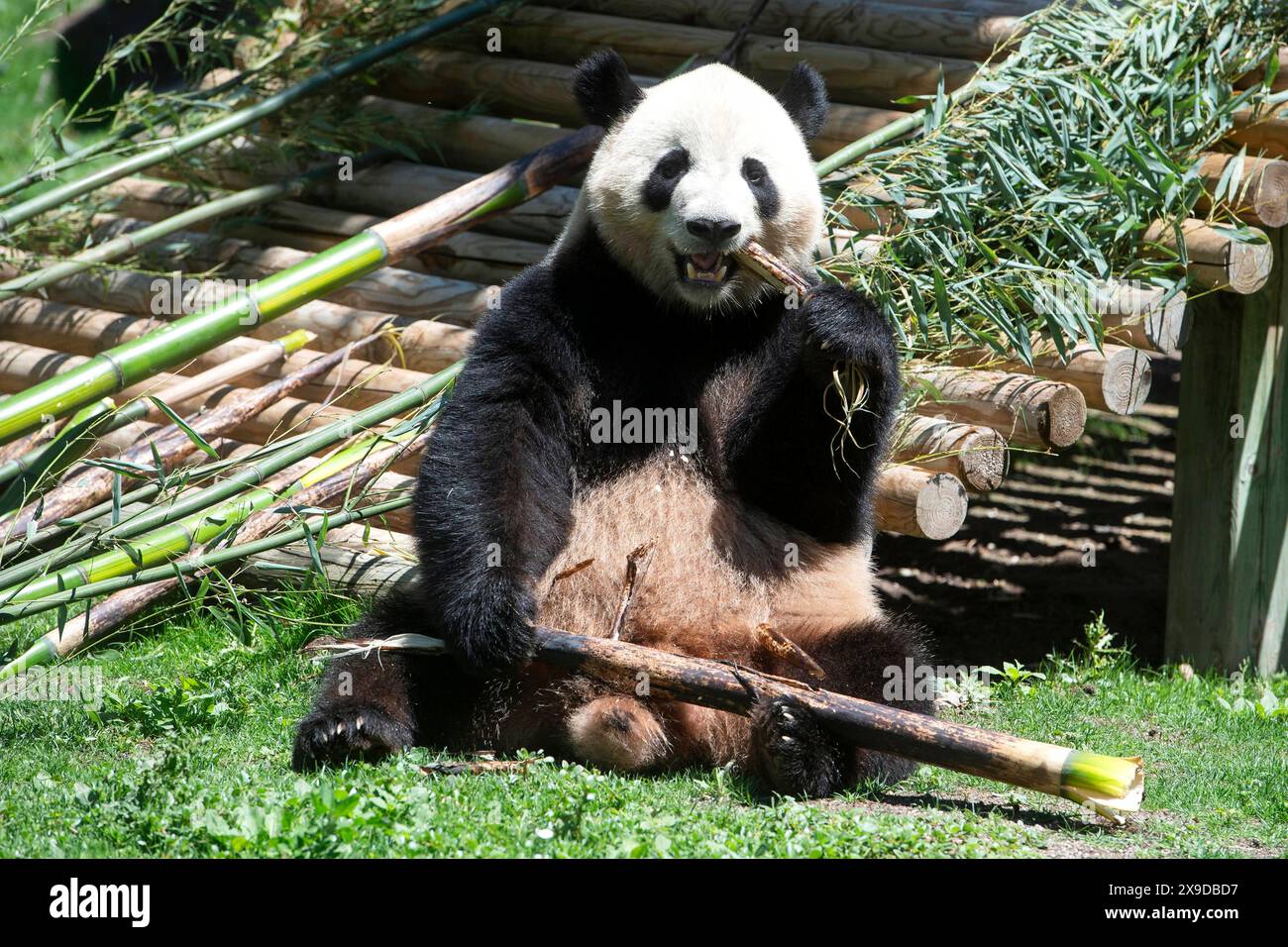 Offizielle Präsentation der Pandabären Jin Xi und Zhu Yu im Zoo Aquarium de Madrid. Madrid, 30.05.2024 *** Offizielle Präsentation der Pandabären Jin Xi und Zhu Yu im Zoo Aquarium de Madrid Madrid Madrid, 30 05 2024 Foto:xDyDxFotografosx/xFuturexImagex sofia 4520 Stockfoto