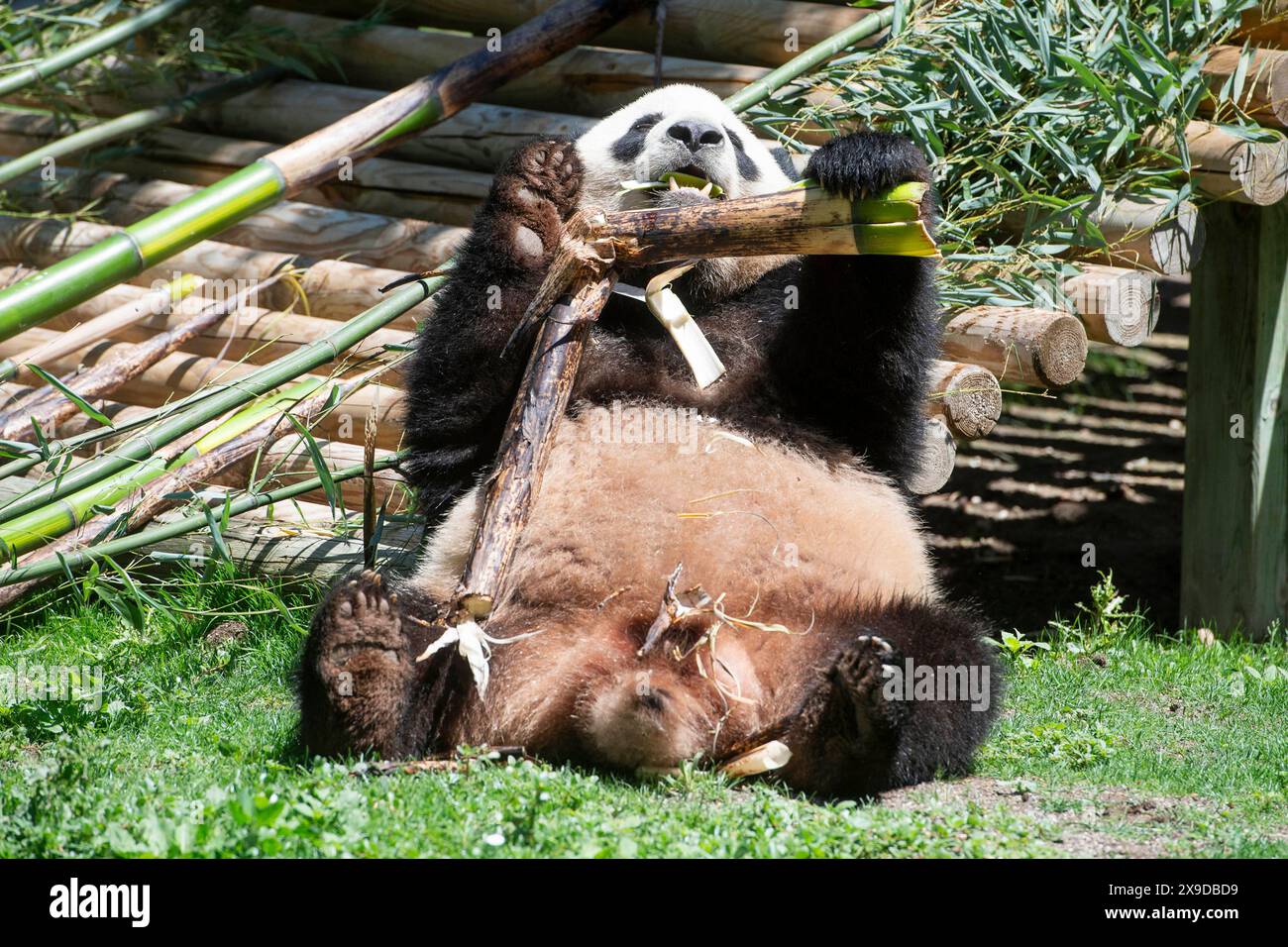 Offizielle Präsentation der Pandabären Jin Xi und Zhu Yu im Zoo Aquarium de Madrid. Madrid, 30.05.2024 *** Offizielle Präsentation der Pandabären Jin Xi und Zhu Yu im Zoo Aquarium de Madrid Madrid Madrid, 30 05 2024 Foto:xDyDxFotografosx/xFuturexImagex sofia 4522 Stockfoto